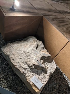 福井県立恐竜博物館に投稿された画像（2025/3/28）