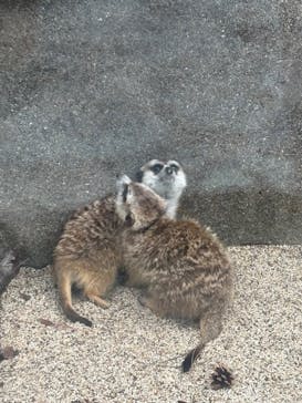 那須どうぶつ王国に投稿された画像（2025/3/28）