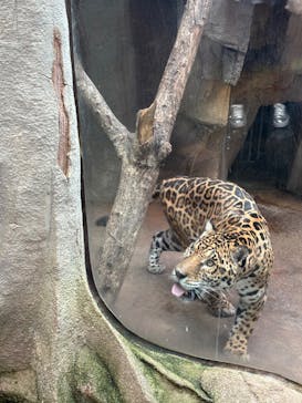 那須どうぶつ王国に投稿された画像（2025/3/28）