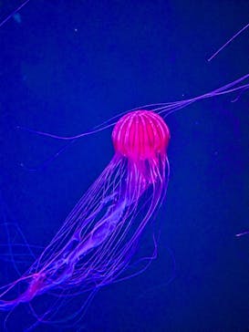 すみだ水族館に投稿された画像（2025/3/28）