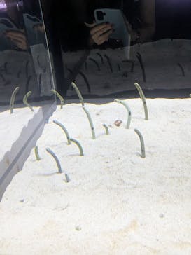 すみだ水族館に投稿された画像（2025/3/28）