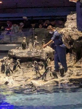 すみだ水族館に投稿された画像（2025/3/28）