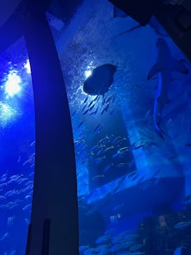 横浜・八景島シーパラダイス　プレジャーランドに投稿された画像（2025/3/28）