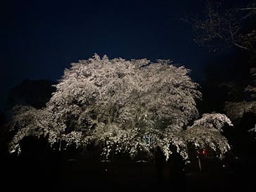 六義園に投稿された画像（2025/3/28）