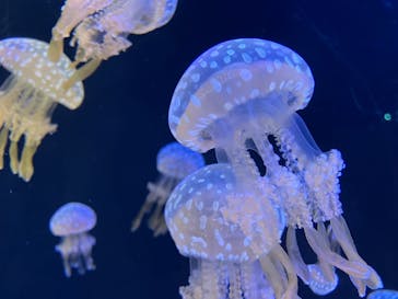 仙台うみの杜水族館に投稿された画像（2025/3/28）