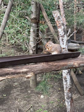 那須どうぶつ王国に投稿された画像（2025/3/28）