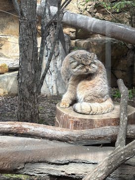 那須どうぶつ王国に投稿された画像（2025/3/28）
