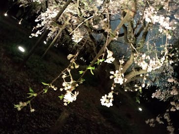 六義園に投稿された画像（2025/3/28）