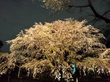 六義園に投稿された画像（2025/3/28）