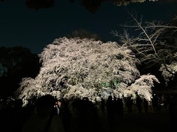 六義園に投稿された画像（2025/3/28）