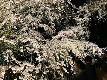 六義園に投稿された画像（2025/3/28）