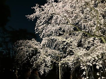 六義園に投稿された画像（2025/3/28）