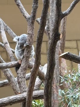 名古屋市東山動植物園に投稿された画像（2025/3/28）