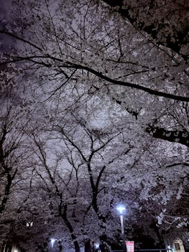 六義園に投稿された画像（2025/3/28）