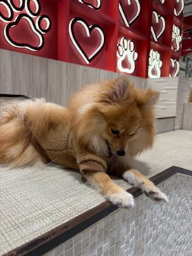 いぬカフェRio 池袋店に投稿された画像（2025/3/28）