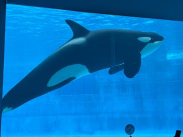 名古屋港水族館に投稿された画像（2025/3/28）