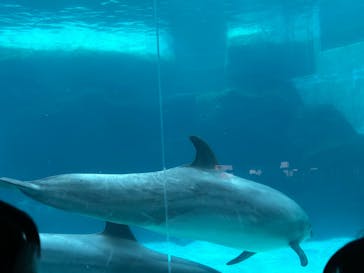 名古屋港水族館に投稿された画像（2025/3/28）