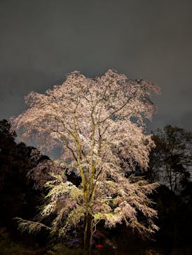 六義園に投稿された画像（2025/3/28）
