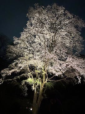 六義園に投稿された画像（2025/3/28）