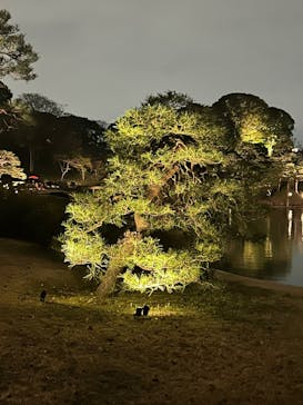六義園に投稿された画像（2025/3/28）