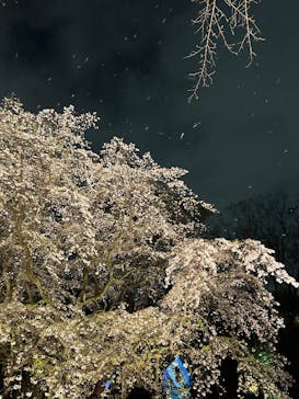 六義園に投稿された画像（2025/3/28）