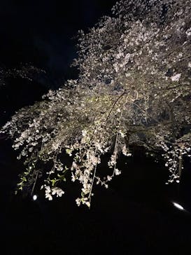 六義園に投稿された画像（2025/3/28）