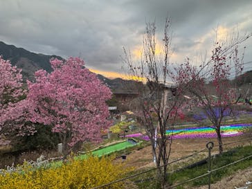 さがみ湖MORI MORIに投稿された画像（2025/3/28）