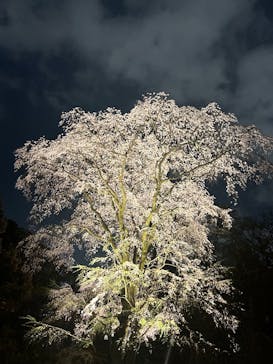 六義園に投稿された画像（2025/3/28）