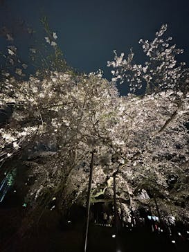 六義園に投稿された画像（2025/3/28）
