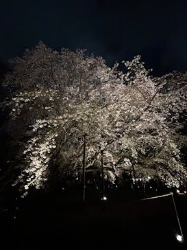 六義園に投稿された画像（2025/3/28）