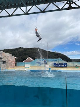 下田海中水族館に投稿された画像（2025/3/28）