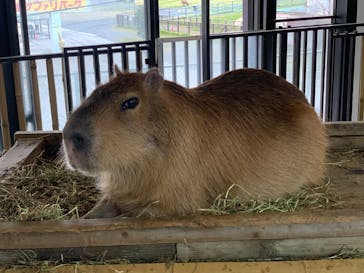 岩手サファリパークに投稿された画像（2025/3/28）