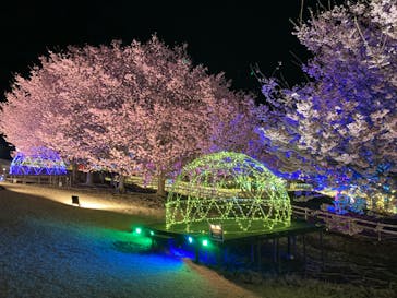 伊豆高原グランイルミに投稿された画像（2025/3/28）