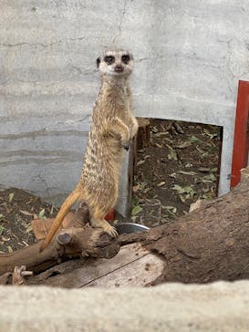 群馬サファリパークに投稿された画像（2025/3/28）