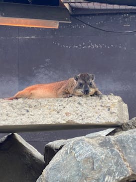 群馬サファリパークに投稿された画像（2025/3/28）