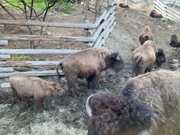 群馬サファリパークに投稿された画像（2025/3/28）