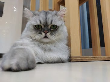 Cat Café MOFF イオンモールナゴヤドーム前店に投稿された画像（2025/3/28）