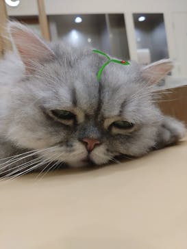 Cat Café MOFF イオンモールナゴヤドーム前店に投稿された画像（2025/3/28）