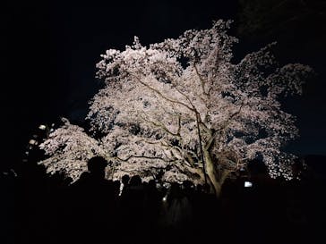 六義園に投稿された画像（2025/3/28）