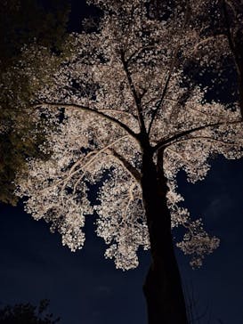 六義園に投稿された画像（2025/3/28）