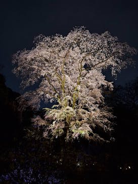 六義園に投稿された画像（2025/3/28）