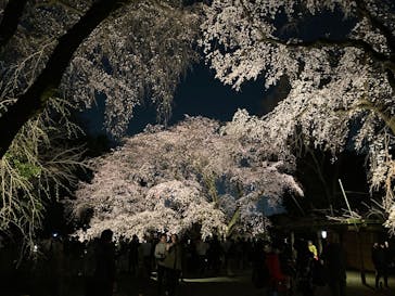 六義園に投稿された画像（2025/3/28）