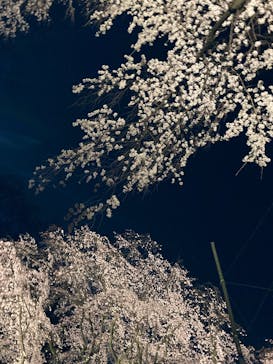 六義園に投稿された画像（2025/3/28）