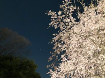 六義園に投稿された画像（2025/3/28）