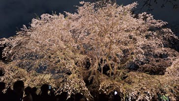 六義園に投稿された画像（2025/3/28）