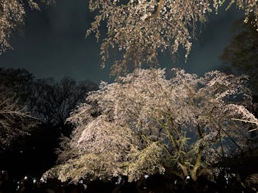 六義園に投稿された画像（2025/3/28）