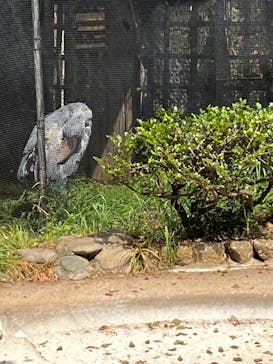 恩賜上野動物園に投稿された画像（2025/3/28）