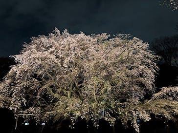 六義園に投稿された画像（2025/3/28）