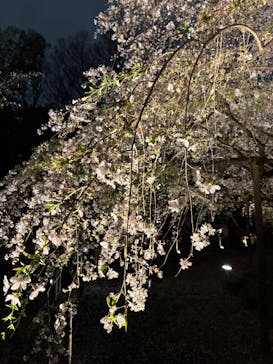 六義園に投稿された画像（2025/3/28）