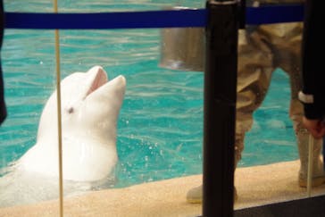 名古屋港水族館に投稿された画像（2025/3/28）